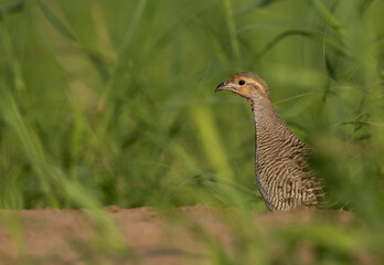 Grey francolin in the grasses at Hamala, Bahrain