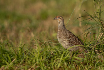 Closeup of a Grey francolin in the bushes, Bahrain