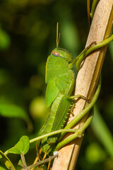 Anacridium aegyptium (Egyptian grasshopper), green color perched on the stem camouflaged with green background, selective focus.