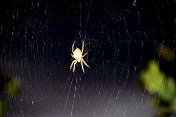 Araignée d'halloween