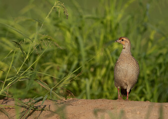 Portrait of a Grey francolin at Hamala, Bahrain