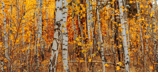 Obraz premium Autumn forest wide background. Gorgeous colorful scenery with birch trees during autumn fall.