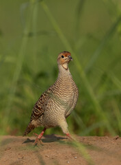 Closeup of a Grey francolin at Hamala, Bahrain
