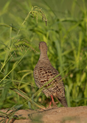 Grey francolin looking on the opposite side at Hamala, Bahrain