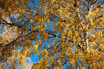 detail of autumn yellow colored birch tree