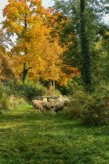 Autumn rural landscape : high trees with red leaves and a flock of  sheeps grazing the grass under them