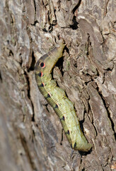 Tersa sphinx moth (Xylophanes tersa) caterpillar, Brazos Bend State Park, Needville, Texas, USA.