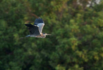 Grey Heron in flight at Tubli bay, Bahrain