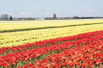 Yellow and red tullips as far as you can see