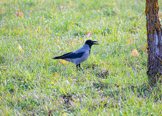 bird on a grass