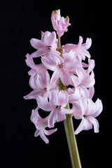 pink hyacinth
