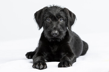 portrait of black cute giant schnauzer puppy posed on a white background