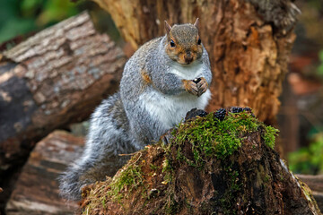Obraz premium Grey squirrel in the woods eating blackberries
