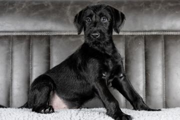 cute black giant schnauzer puppy portrait posed on a chair