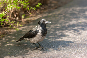 Portrait of a crow