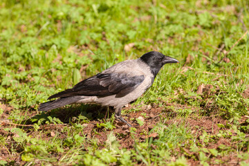 crow on the grass