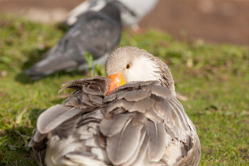 portrait of a goose