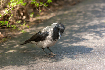 Portrait of a crow