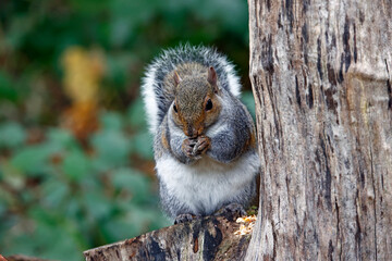 Grey squirrel in the woods eating blackberries