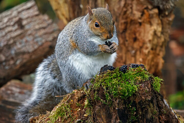 Naklejka na ściany i meble Grey squirrel in the woods eating blackberries