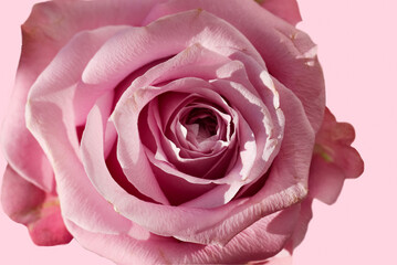 front top photography of a beautiful pink rose isolated on a pink background 