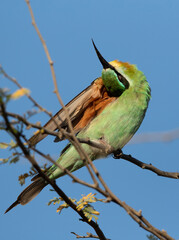 A beautiful Blue-cheeked bee-eater preening, Bahrain