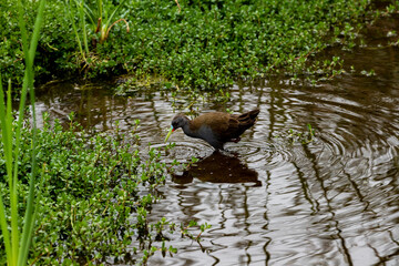 bird with colorful beak fishing in wetlands