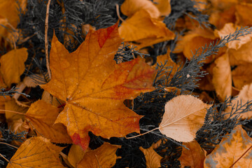 fallen autumn leaves