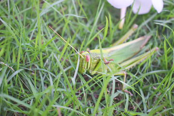 Green grasshopper with big eyes.