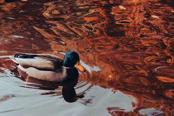 kaczka na wodzie © Dominik Zarębski