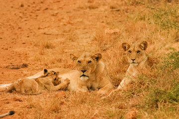 Fototapeta na wymiar Lion en safari big five au Kenya