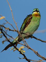 Closeup of a Blue-cheeked bee-eater perched on acacia tree, Bahrain
