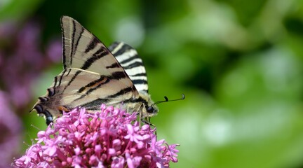 Papillon noir et blanc posé sur une fleur mauve