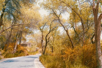 Obraz premium Autumn forest path with yellow leaves