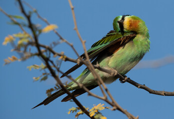 Blue-cheeked bee-eater preening, perched on acacia tree, Bahrain