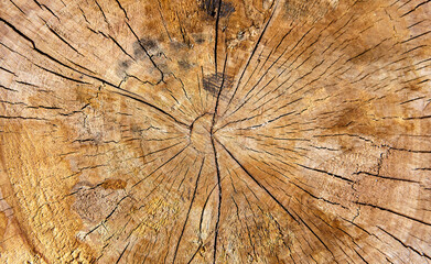 Abstract texture of tree stump, crack wood ancient