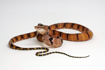 Dog-toothed cat snake // Hundezahn-Katzennatter, Nachtbaumnatter (Boiga cynodon)