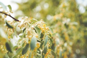russian olive narrow flowers blooming in spring