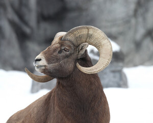 A close-up of a Rocky Mountain Bighorn Sheep. Taken in Alberta, Canada