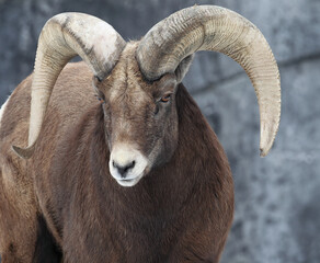 A close-up of a Rocky Mountain Bighorn Sheep. Taken in Alberta, Canada