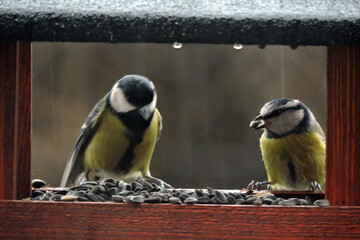 The Eurasian blue tit with a sunflower seed in its beak and the great tit sitting inside a wooden bird feeder, rainy weather
