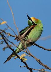 Fototapeta premium Blue-cheeked bee-eater preening, perched on acacia tree, Bahrain