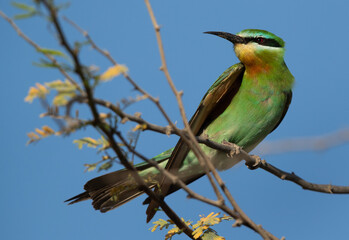 Fototapeta premium Portrait of a Blue-cheeked bee-eater perched on acacia tree, Bahrain