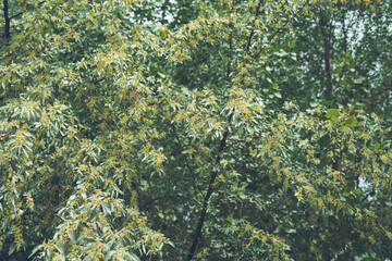 russian olive narrow flowers blooming in spring