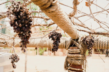 Dried grapes on the vine rack