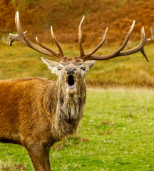 Portrait of a roaring Red Stag in the Scottish Highlands.  Close up and facing forward with mouth open. Autumn or Fall with golden bracken in the background.  Space for copy.