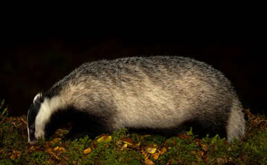 Close up of a wild, European Badger, Scientific name: Meles Meles. foraging at nightime in natural woodland habitat with Boletus mushrooms, leaves and moss.  Facing left.  Space for copy.