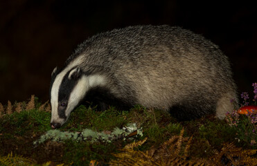 Badger, Scientific name: Meles Meles.  Wild, Eurasian badger foraging in Autumn at night with golden bracken fronds, purple heather and Fly Agaric mushroom. Space for copy.