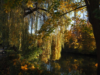 jesień, drzewa, liście © Marcin