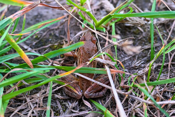 Large speckled frog close-up in the wild. Animal in good quality.
